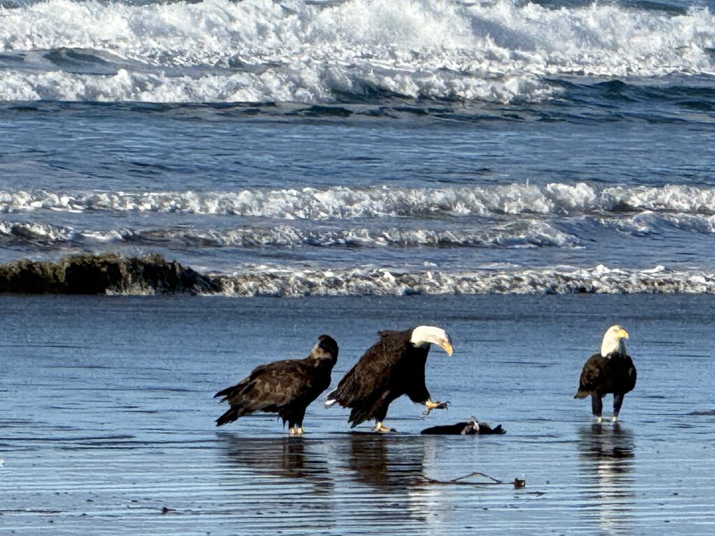 Eagles