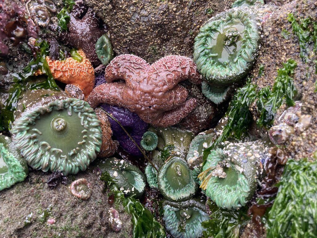 Sea creatures