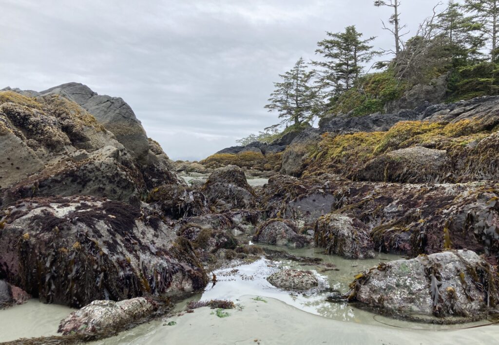 A tide pool on the Pacific West Coast on a grey day, intended to connect with the idea of cobenefits for resilience, in this case, of this ecological area.